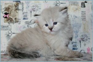 Female Siberian Kitten from Deedlebug Siberians